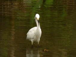 Image de Aigrette neigeuse