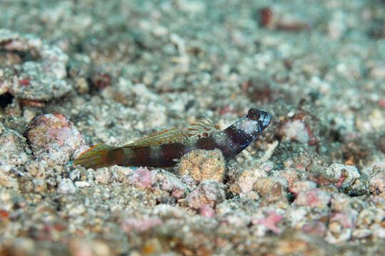 Image of Metallic shrimpgoby