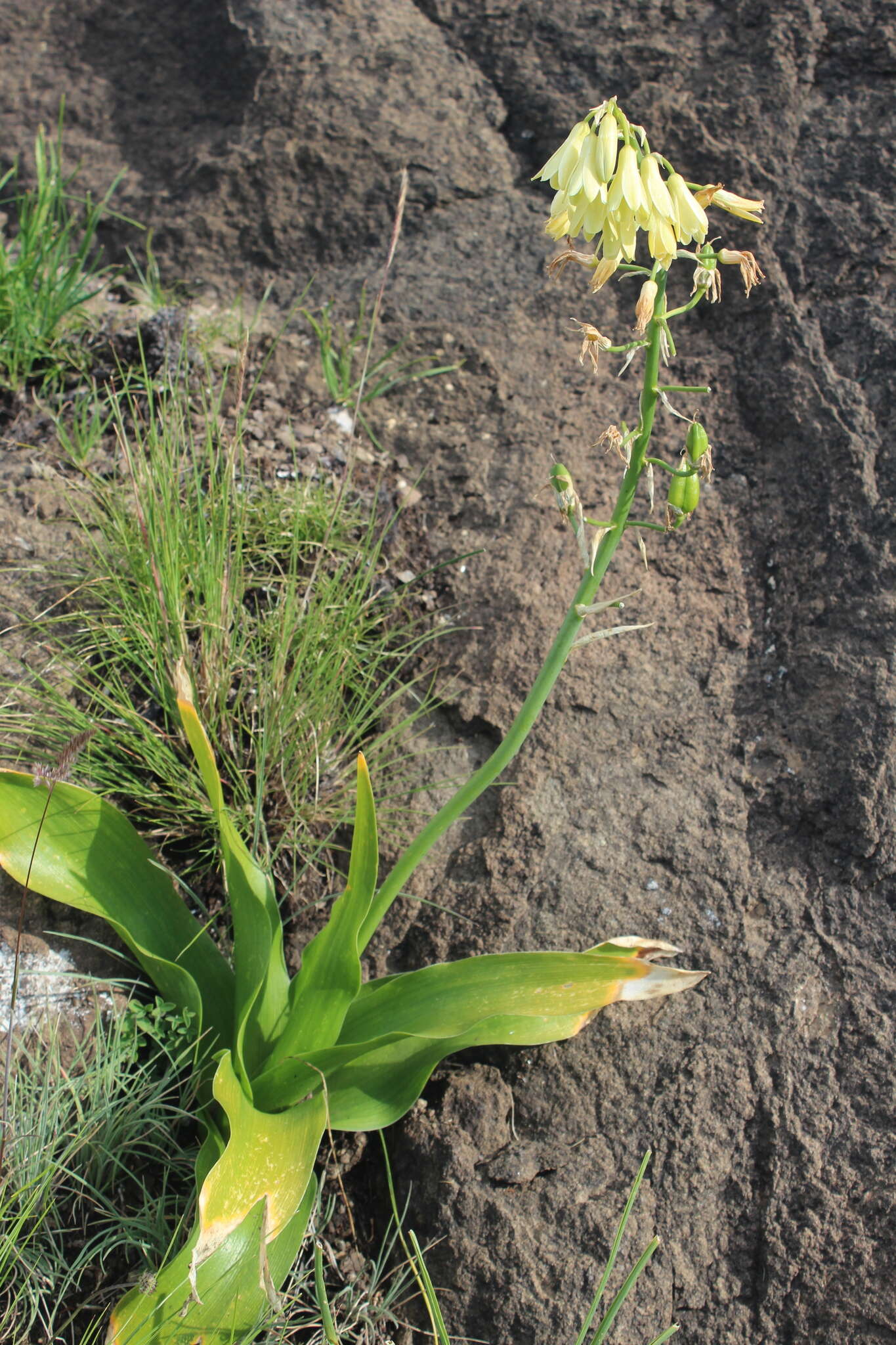 Image of Ornithogalum regale (Hilliard & B. L. Burtt) J. C. Manning & Goldblatt