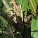 Image de Valanga nigricornis allorensis Uvarov 1923