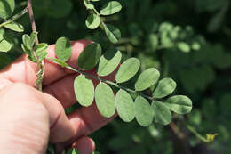 Indigofera fruticosa Rose的圖片