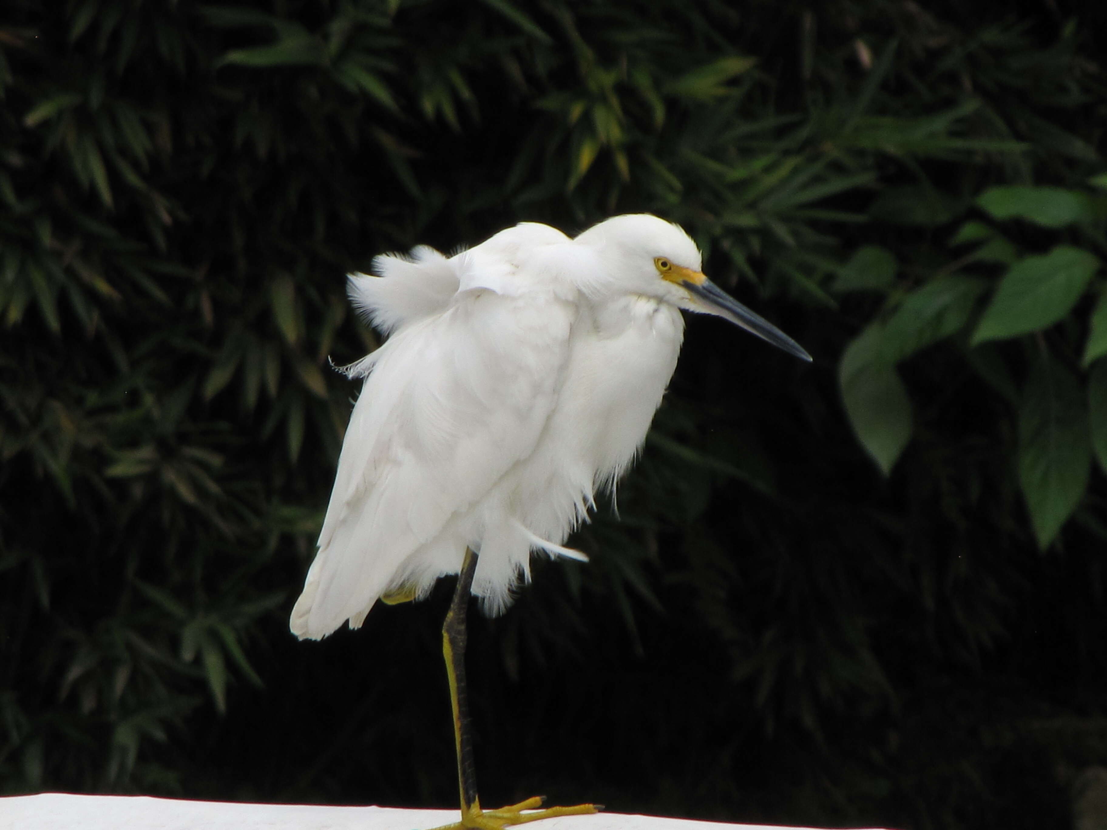 Image of Snowy Egret