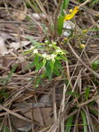 Image of Euphorbia potentilloides Boiss.