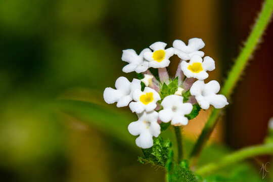 Image of Lantana horrida subsp. horrida