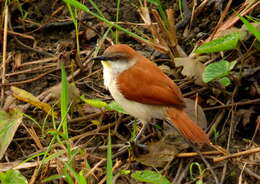 Image of Yellow-chinned Spinetail