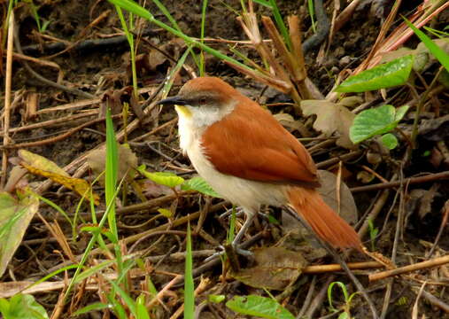 Image of Yellow-chinned Spinetail