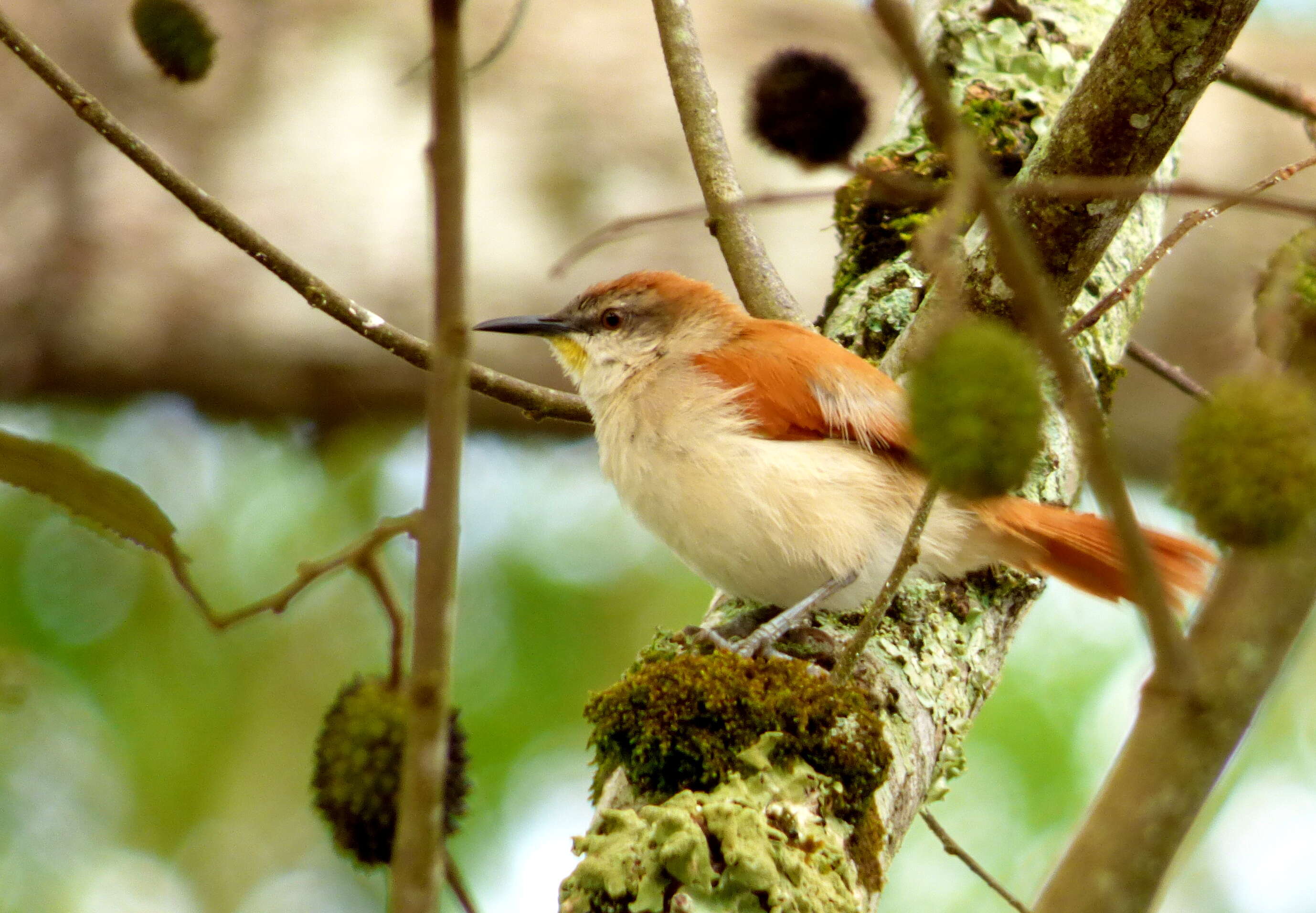 Image of Yellow-chinned Spinetail