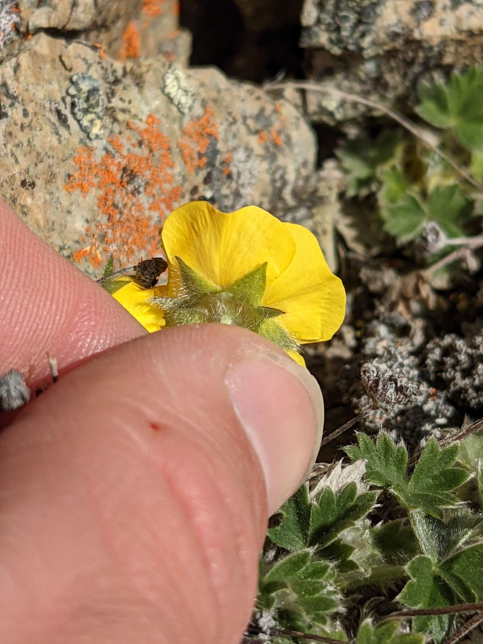 Image de Potentilla subvahliana B. A. Jurtzev