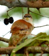 Image of Yellow-chinned Spinetail