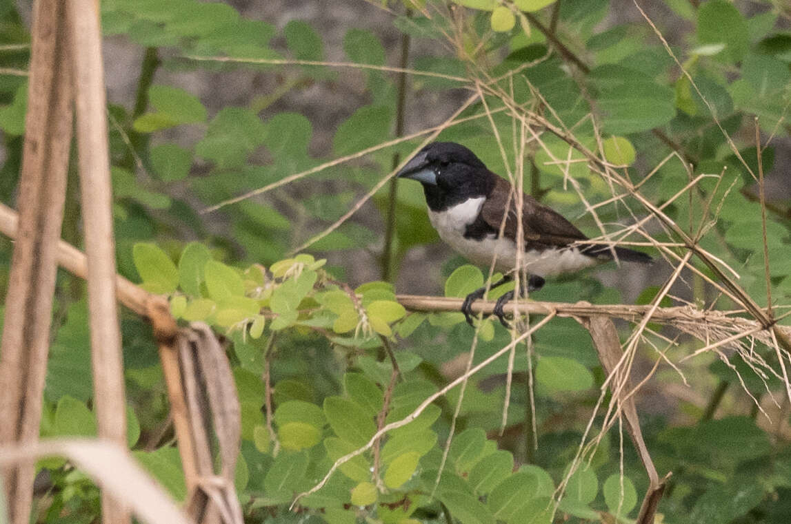 Image of Magpie Mannikin