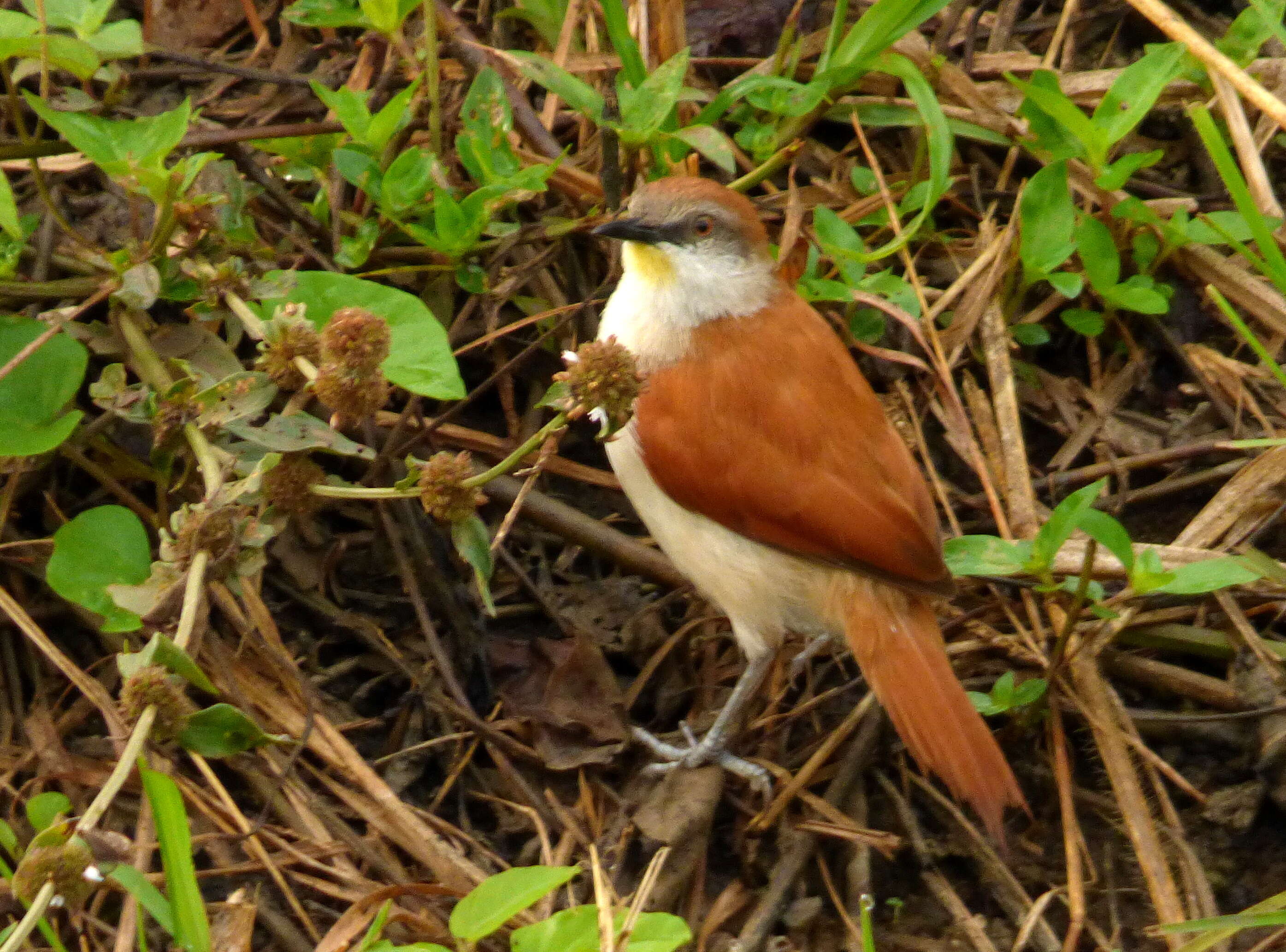 Image of Yellow-chinned Spinetail