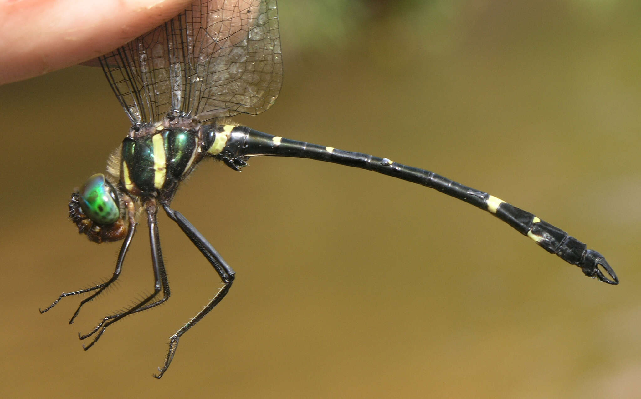 Image of Macromia septima Martin 1904