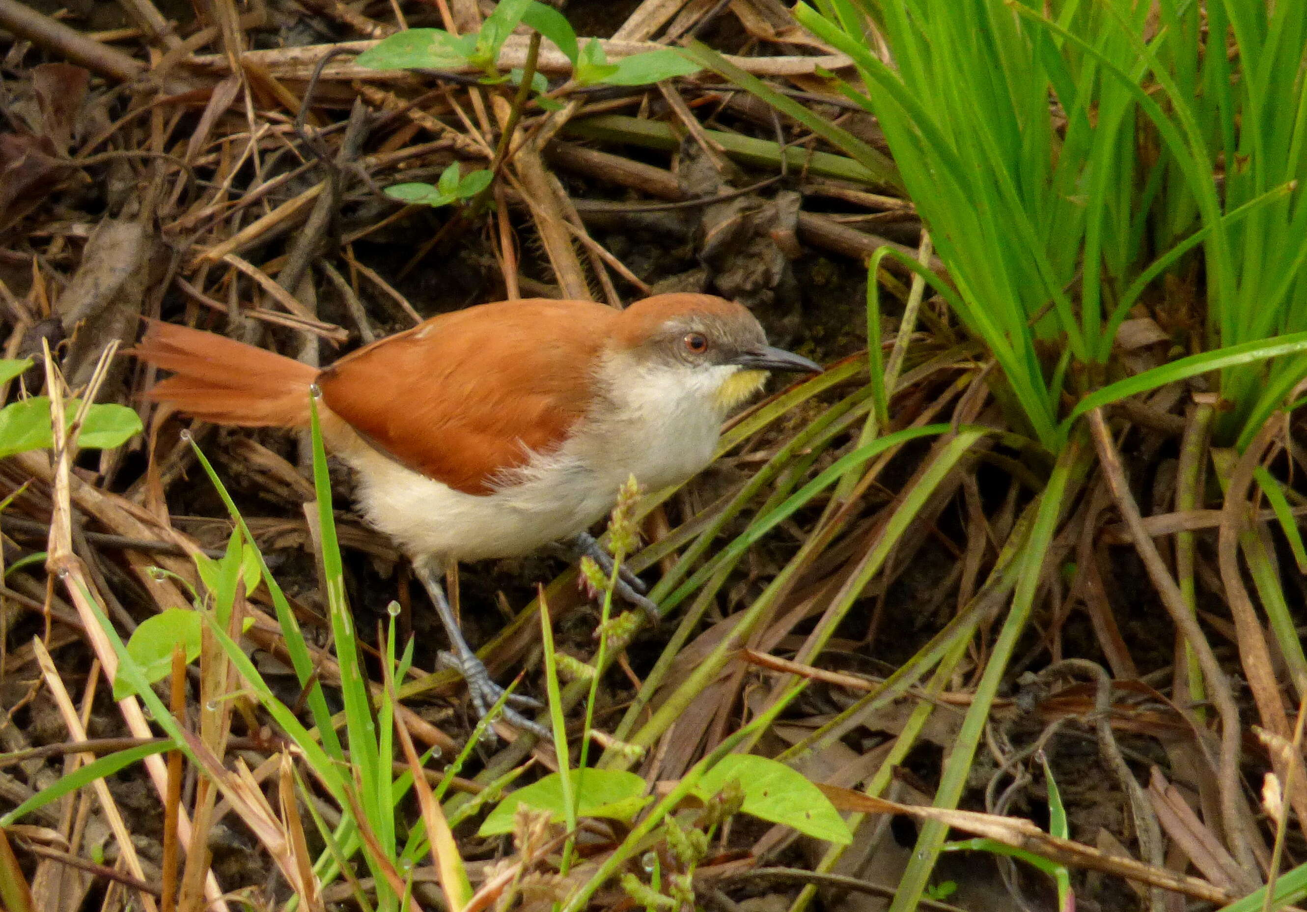 Image of Yellow-chinned Spinetail