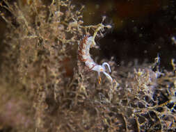 Image of Cratena Slug