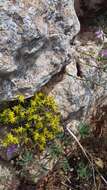 Image of Sedum urvillei DC.