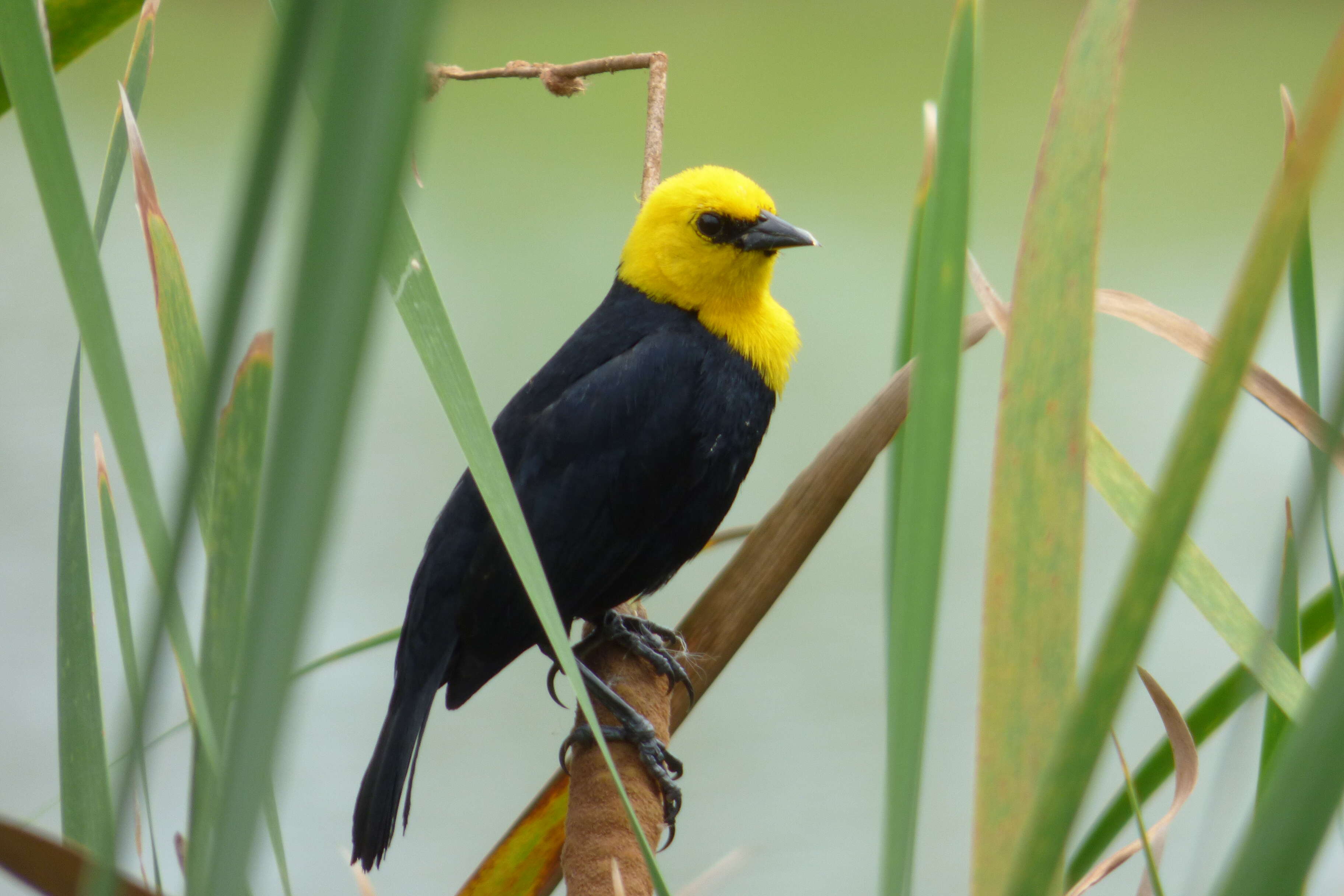 Image of Yellow-hooded Blackbird