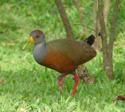 Image of Grey-cowled Wood Rail