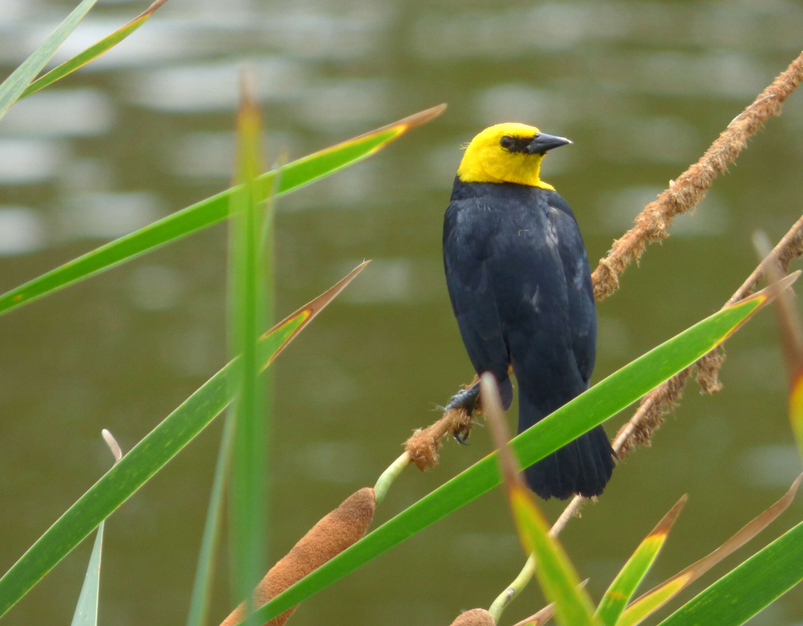 Image of Yellow-hooded Blackbird