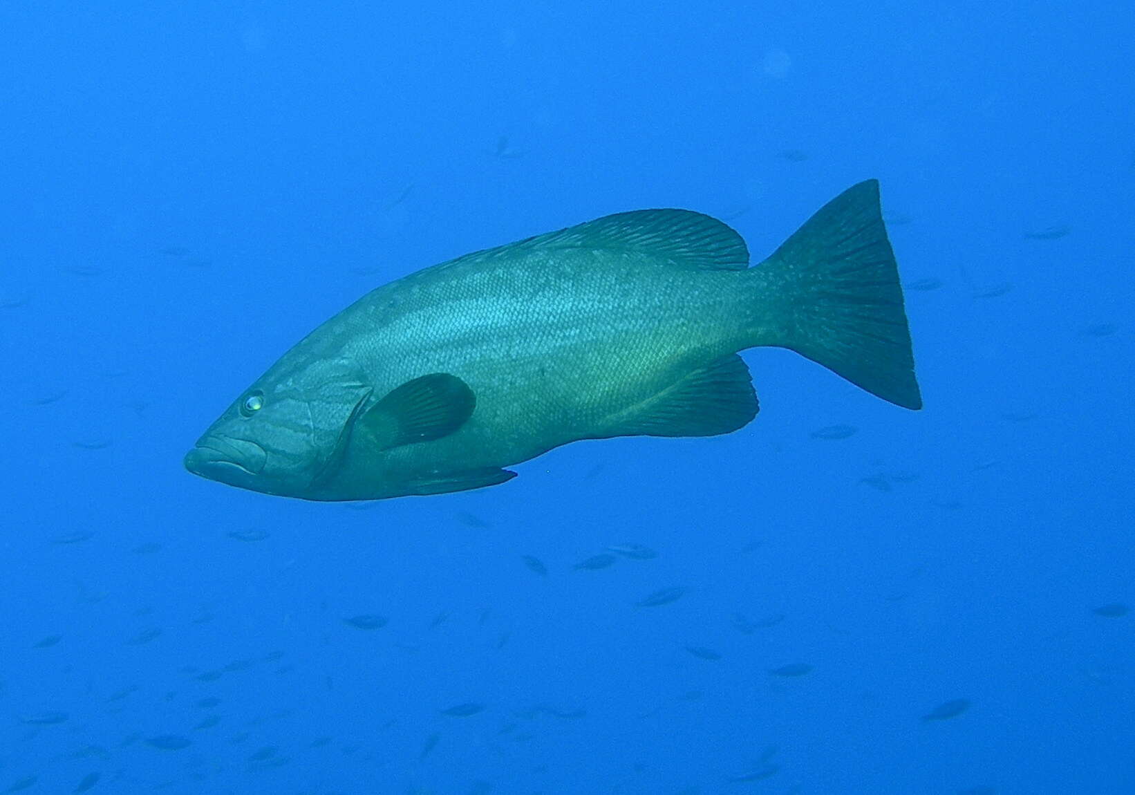 Image of Comb Grouper