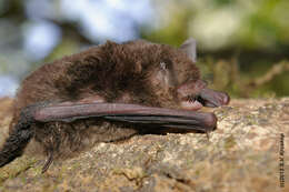 Image of Myotis phanluongi Borisenko, Kruskop & Ivanova 2008