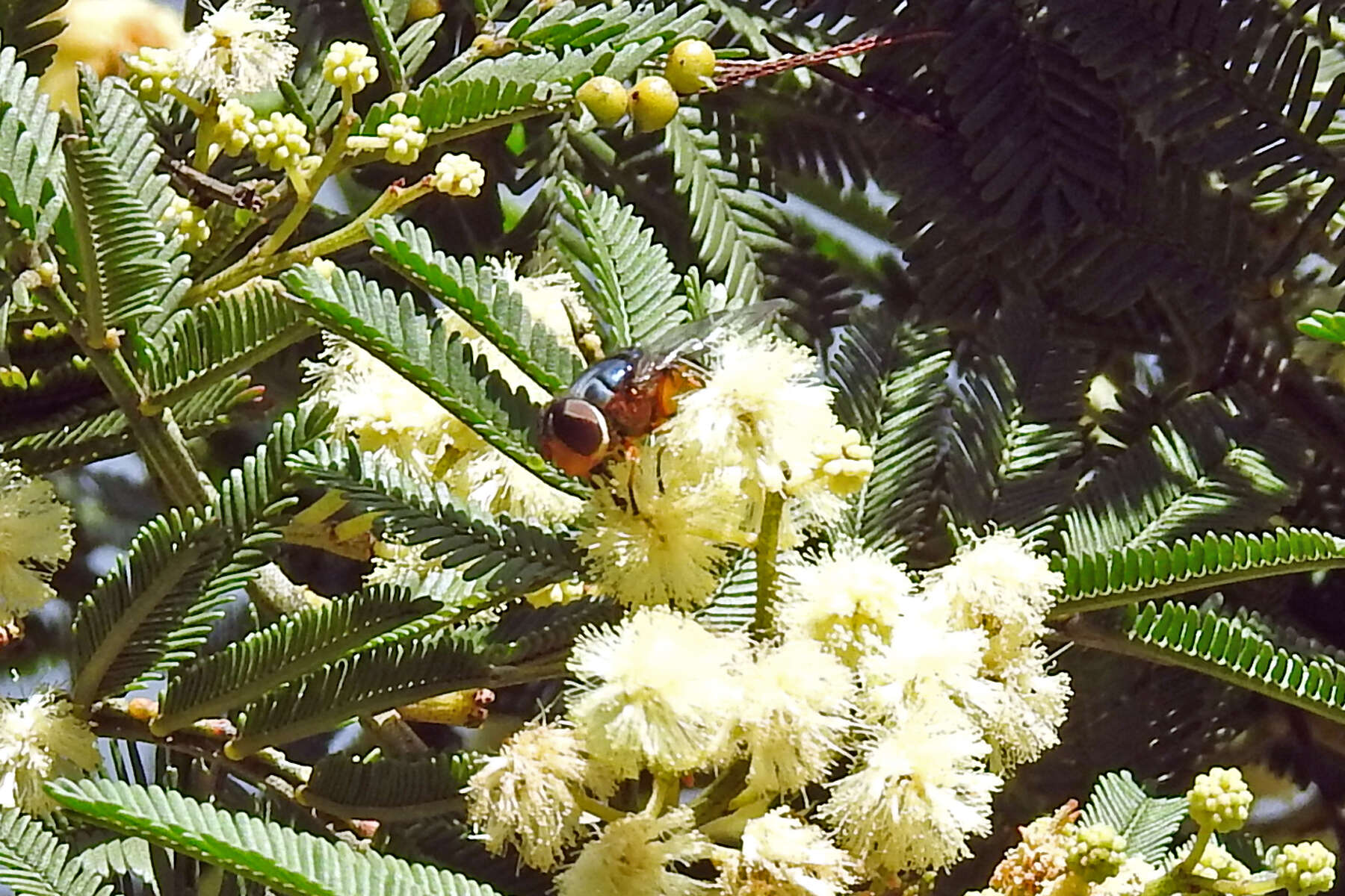 Image of Austalis copiosa (Walker 1852)