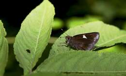 Notocrypta feisthamelii Boisduval 1832 resmi