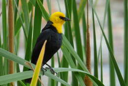 Image of Yellow-hooded Blackbird