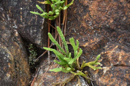 Imagem de Diphasiastrum yueshanense (C. M. Kuo) Holub