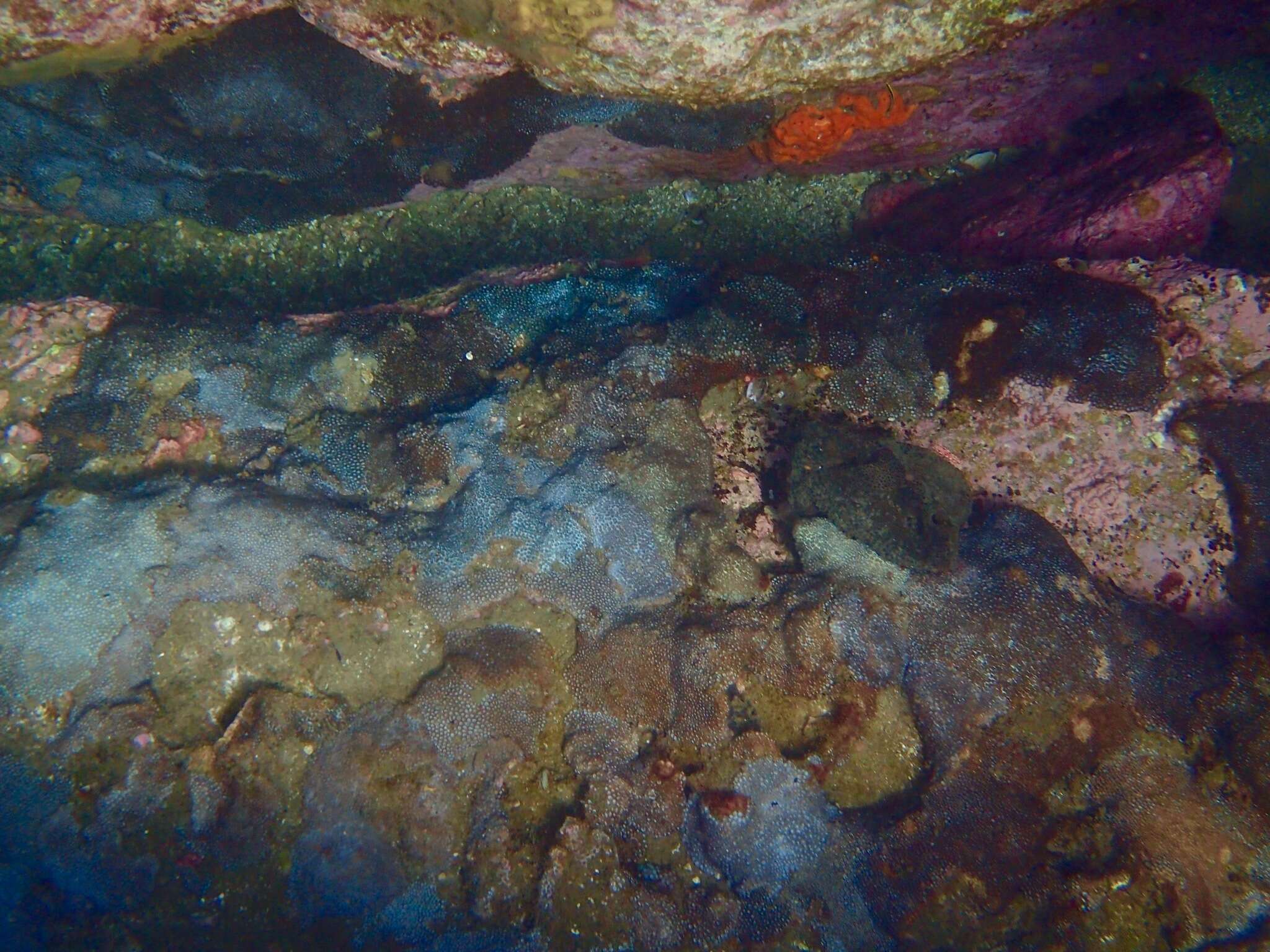 Image of Small knob coral