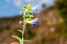 Imagem de Salvia odam J. G. González