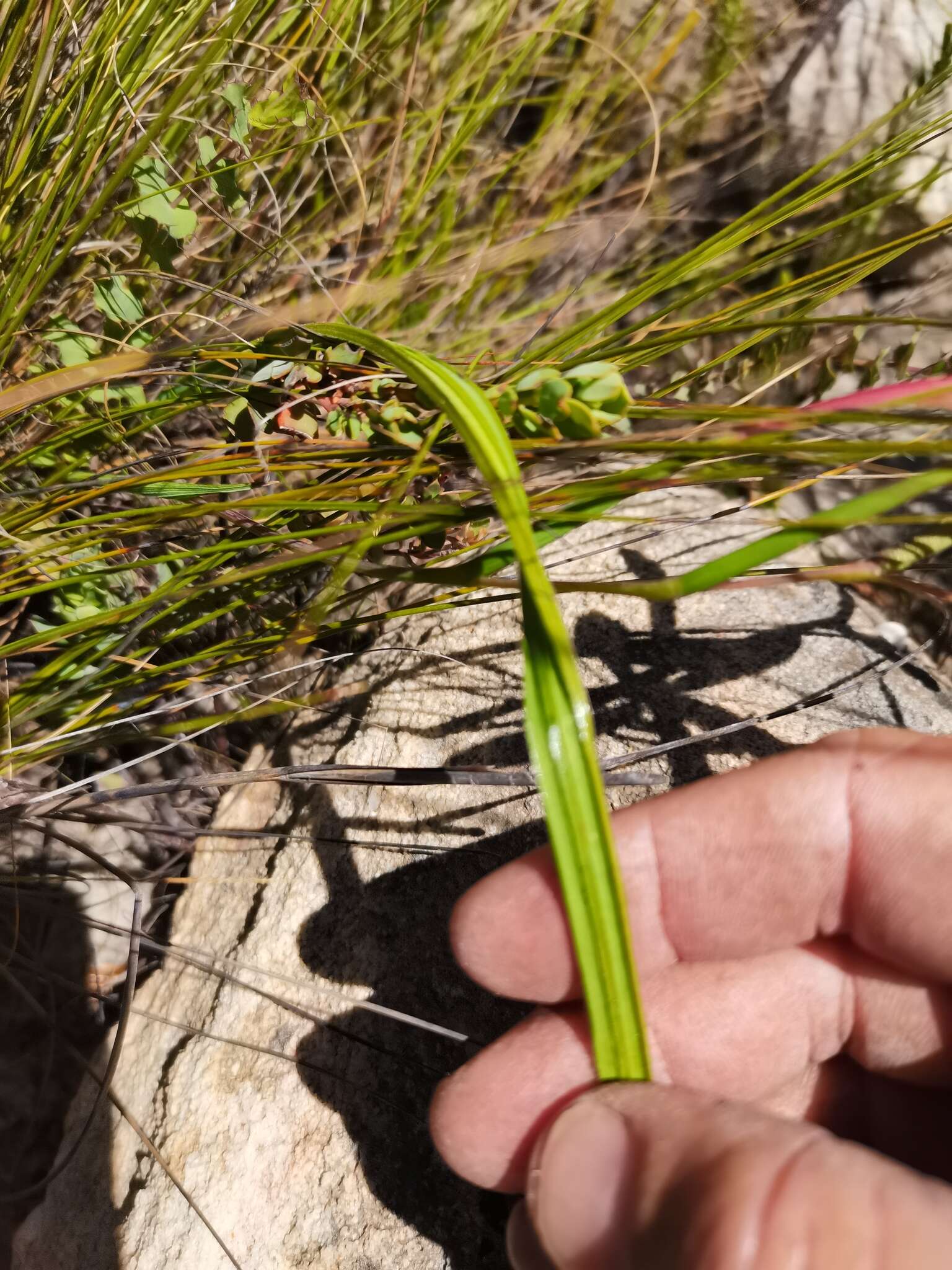 Image of Geissorhiza confusa Goldblatt