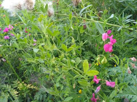 Image of tuberous pea