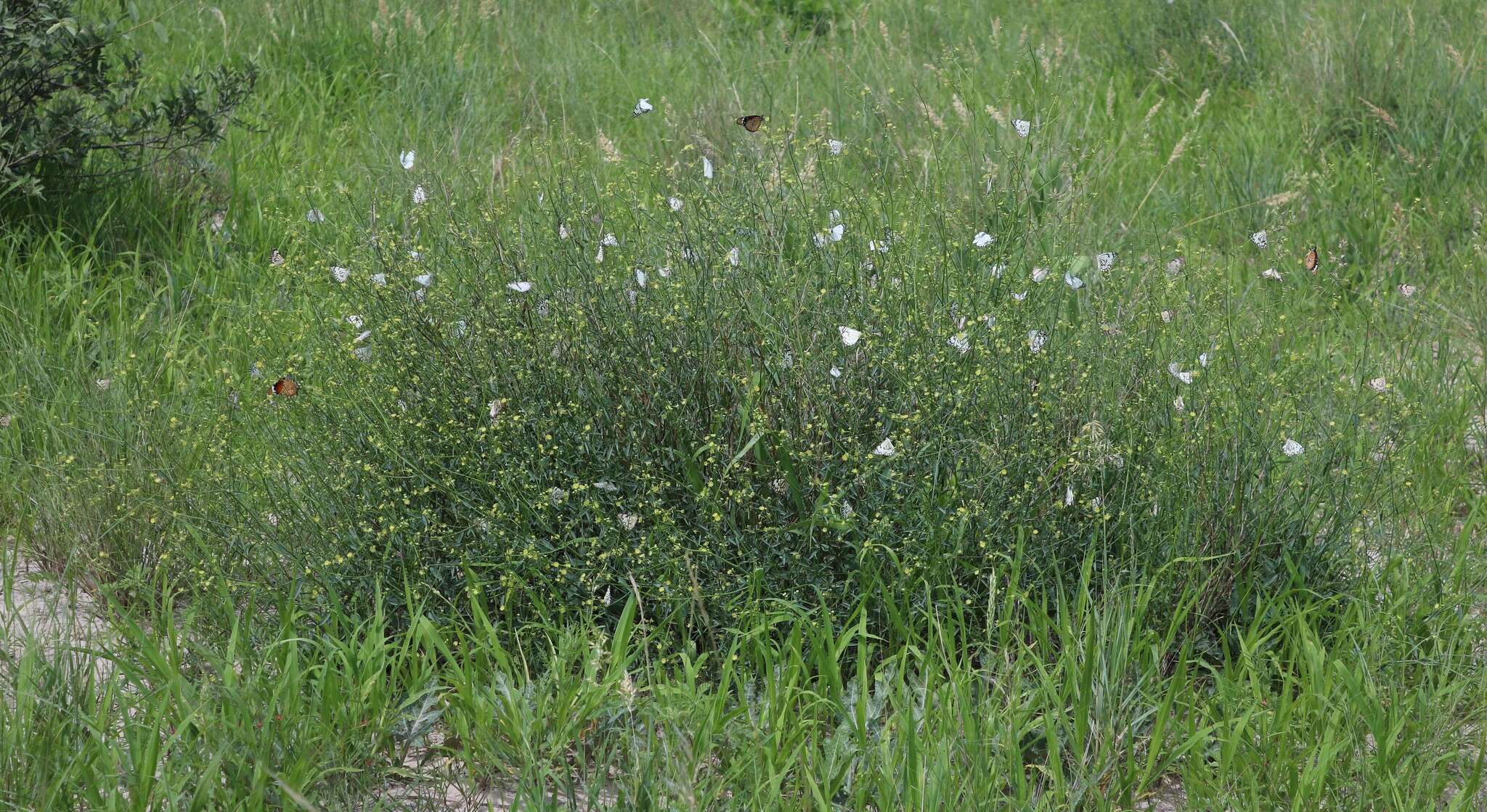 Image of Helinus spartioides (Engl.) Schinz ex Engl.