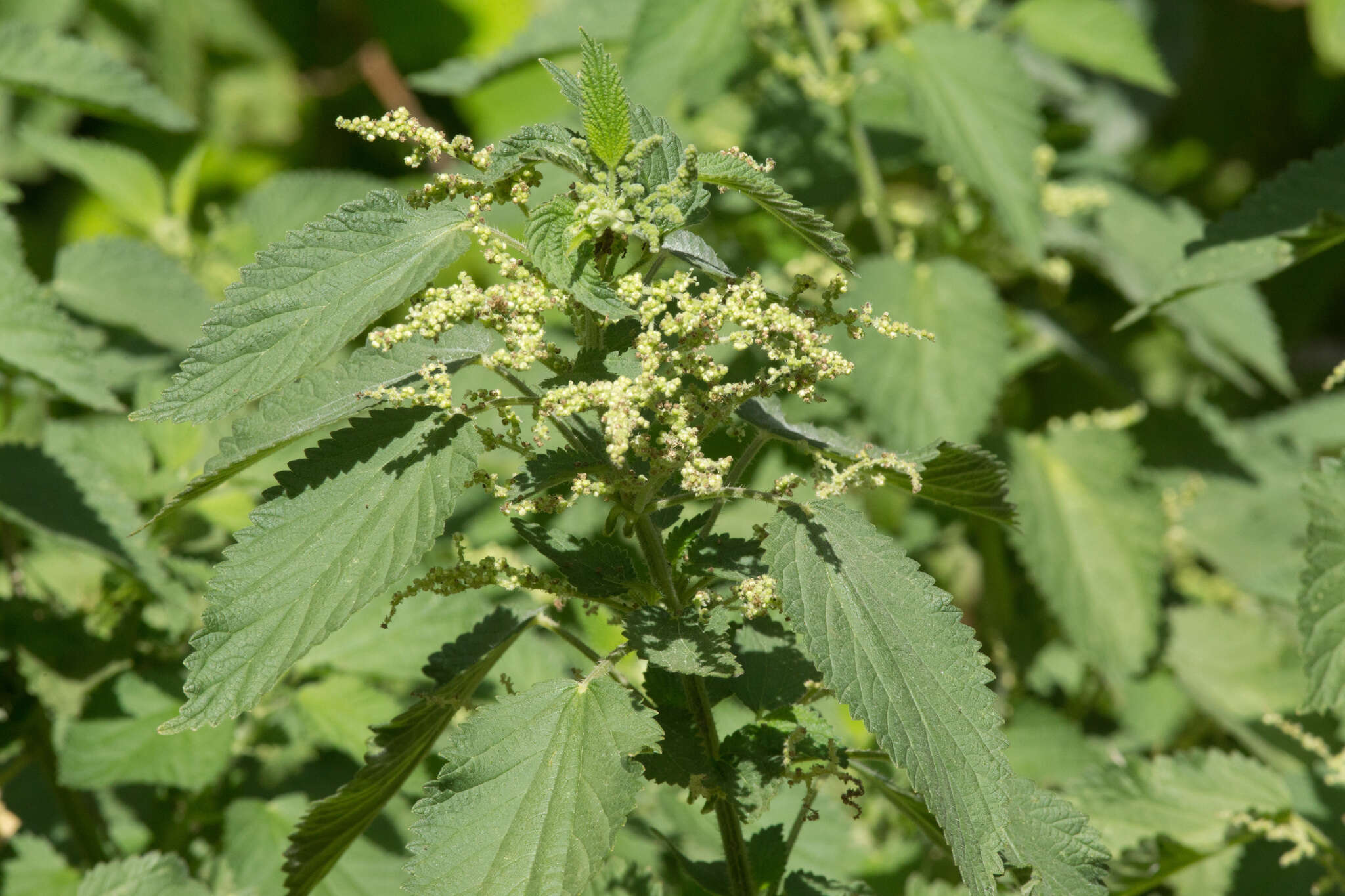 Image of Common Nettle