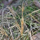 Image de Digitaria debilis (Desf.) Willd.