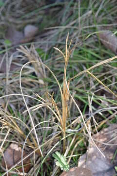 Image de Digitaria debilis (Desf.) Willd.