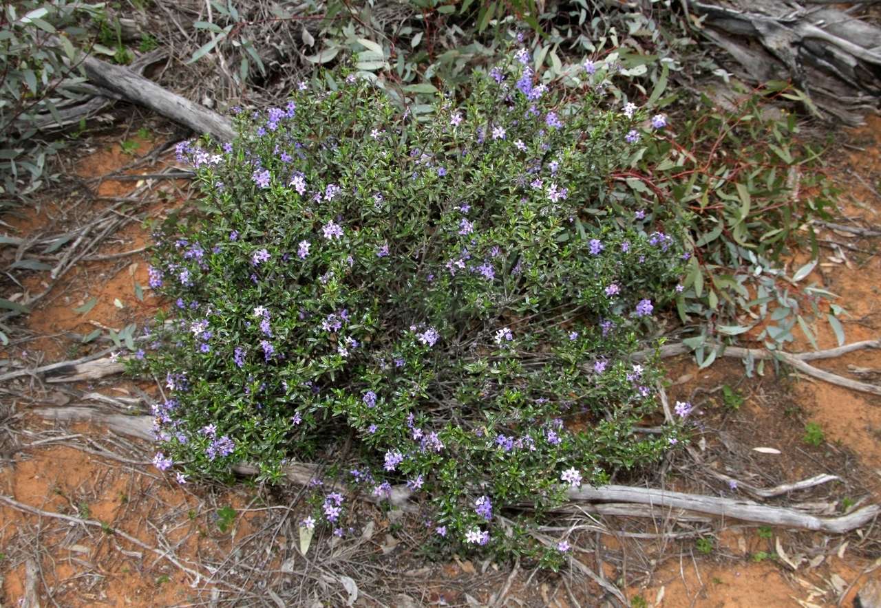 Plancia ëd Halgania andromedifolia Behr & F. Müll. ex F. Müll.