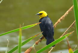 Image of Yellow-hooded Blackbird