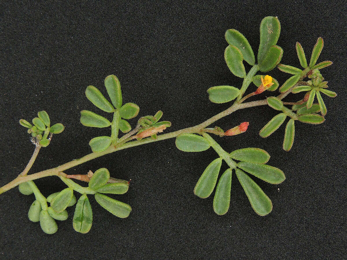 Image of strigose bird's-foot trefoil