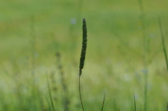 Image of Boehmer's cat's-tail