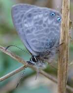 Image of Lang's Short-tailed Blue