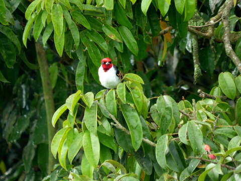 Image of Masked Cardinal