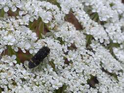 Imagem de Acmaeoderella flavofasciata flavofasciata