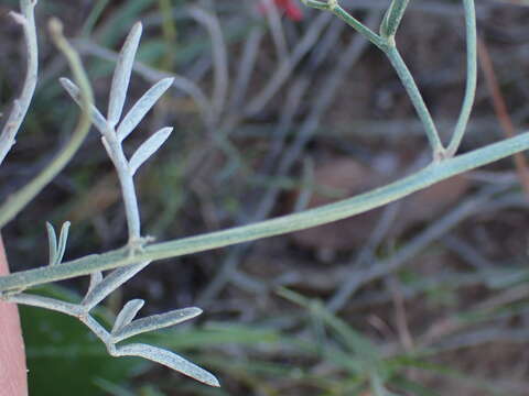 Imagem de Indigofera disticha Eckl. & Zeyh.