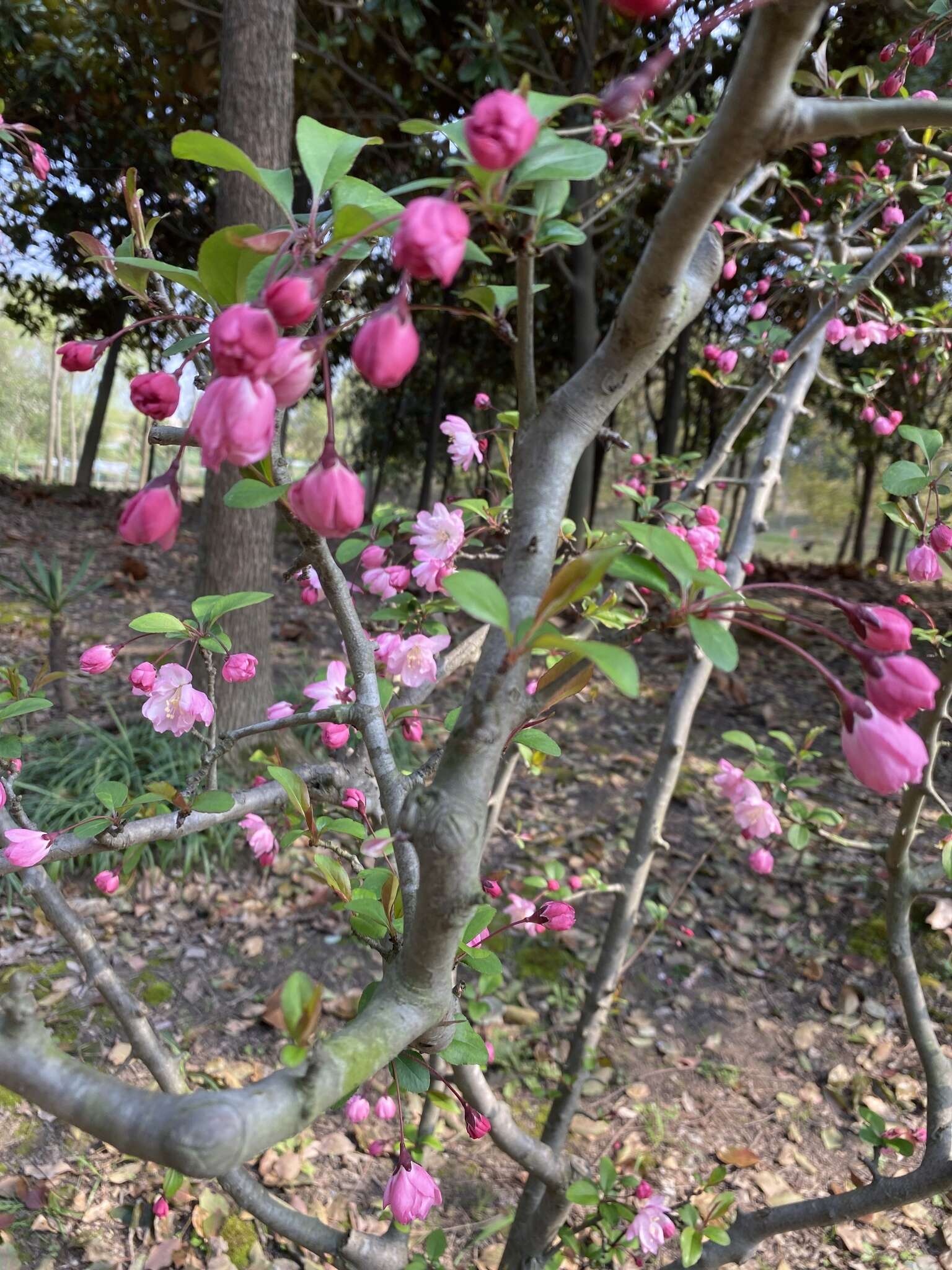 Слика од Malus halliana Koehne