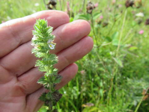 Imagem de Euphrasia hirtella Jordan ex Reuter