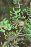 Image of Persoonia cuspidifera L. A. S. Johnson & P. H. Weston