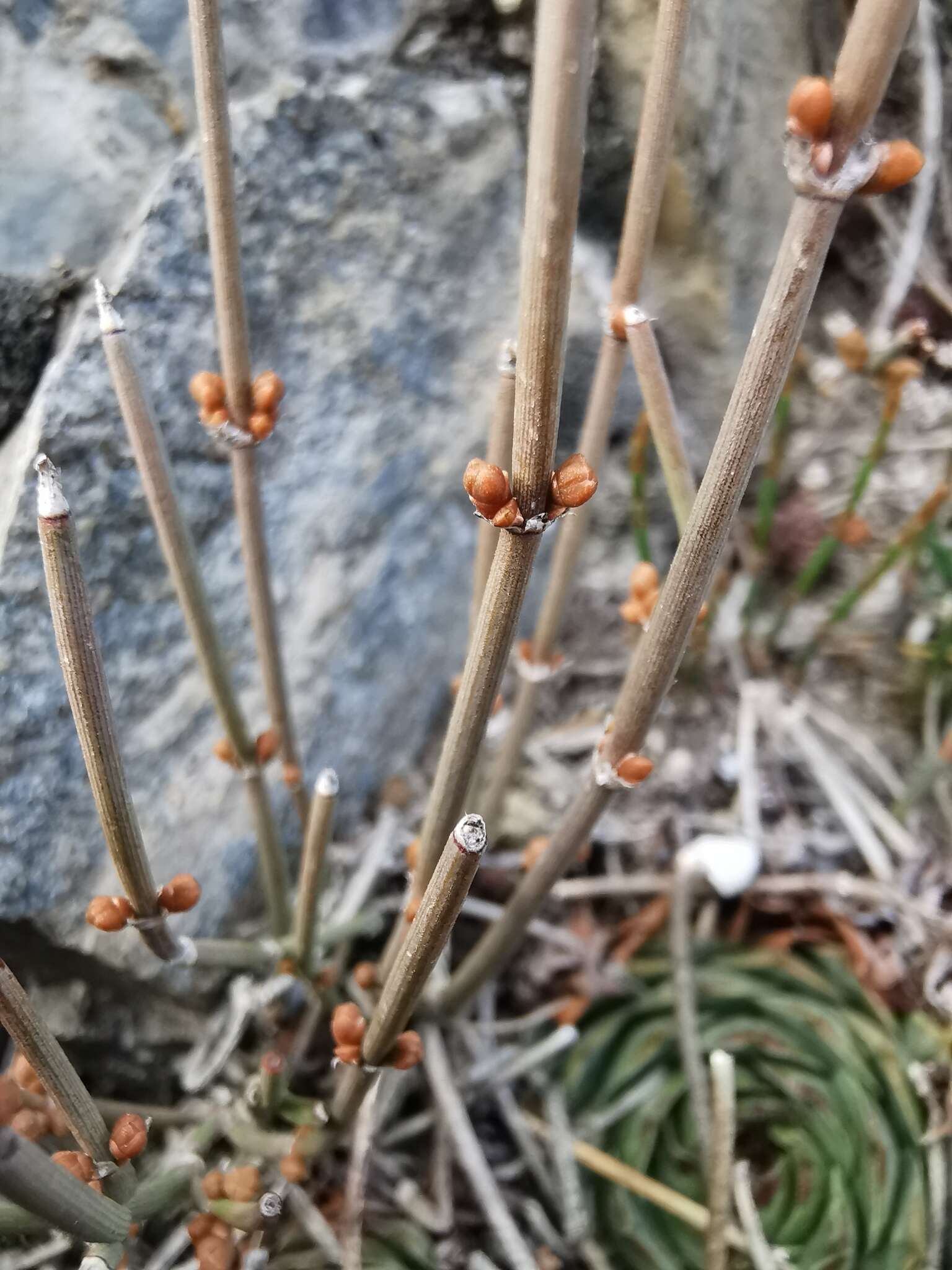 Imagem de Ephedra distachya subsp. helvetica (C. A. Mey.) Asch. & Graebn.