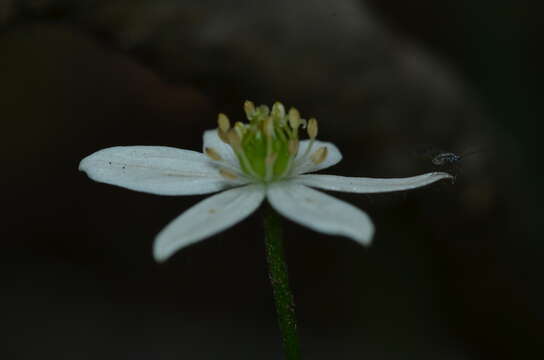 Image of <i>Anemonastrum antucense</i>