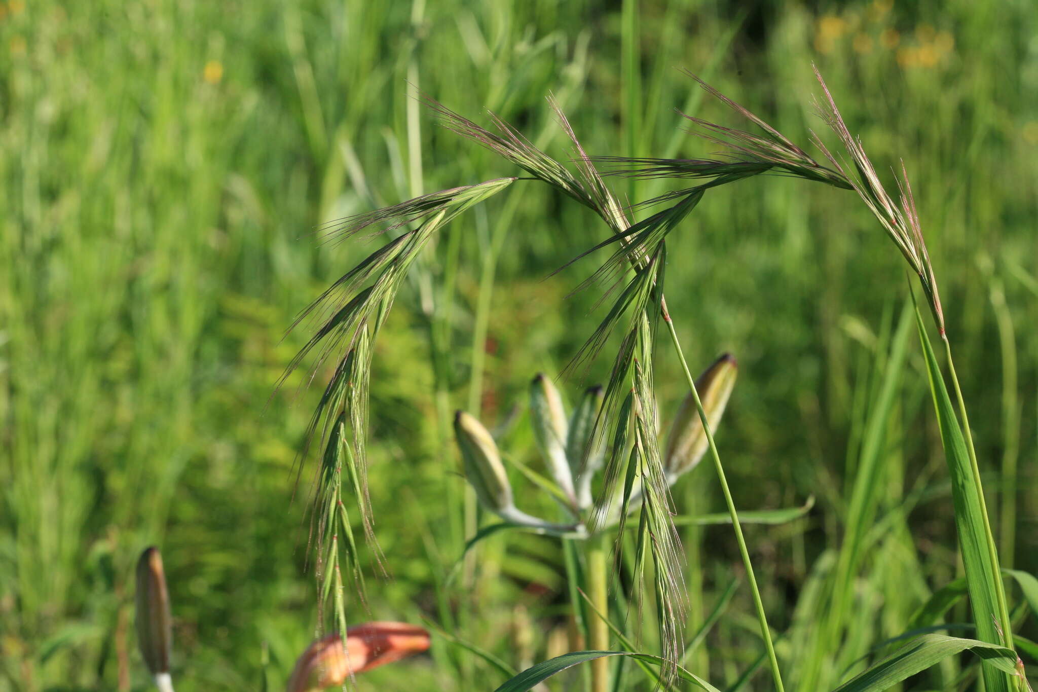 Image of Siberian Wild Rye